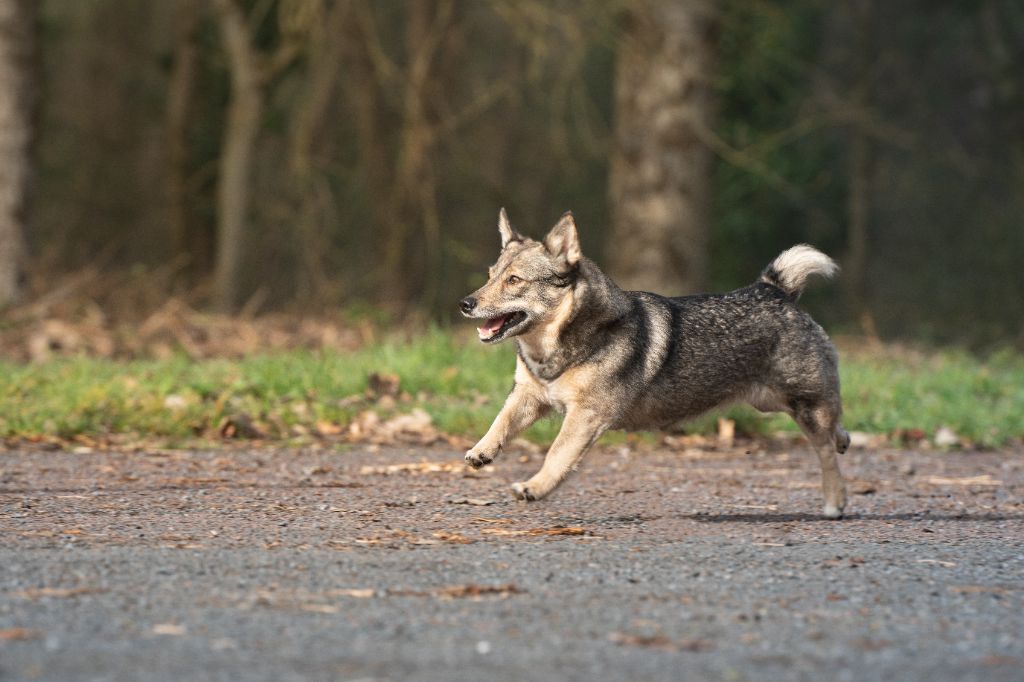 Prim de l'Ame des Loups