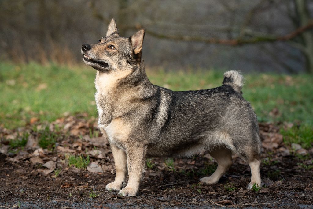 Prim de l'Ame des Loups