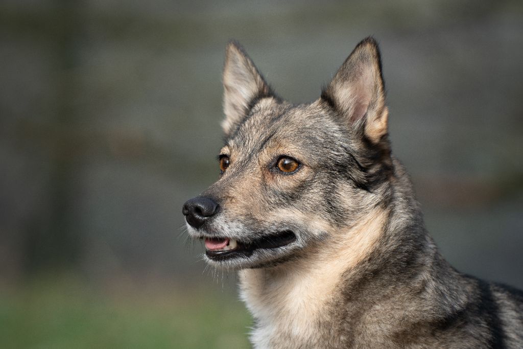 Prim de l'Ame des Loups