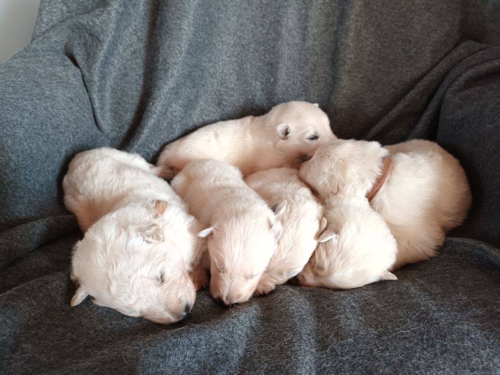 chiot Berger Blanc Suisse De L'Ancien Monde