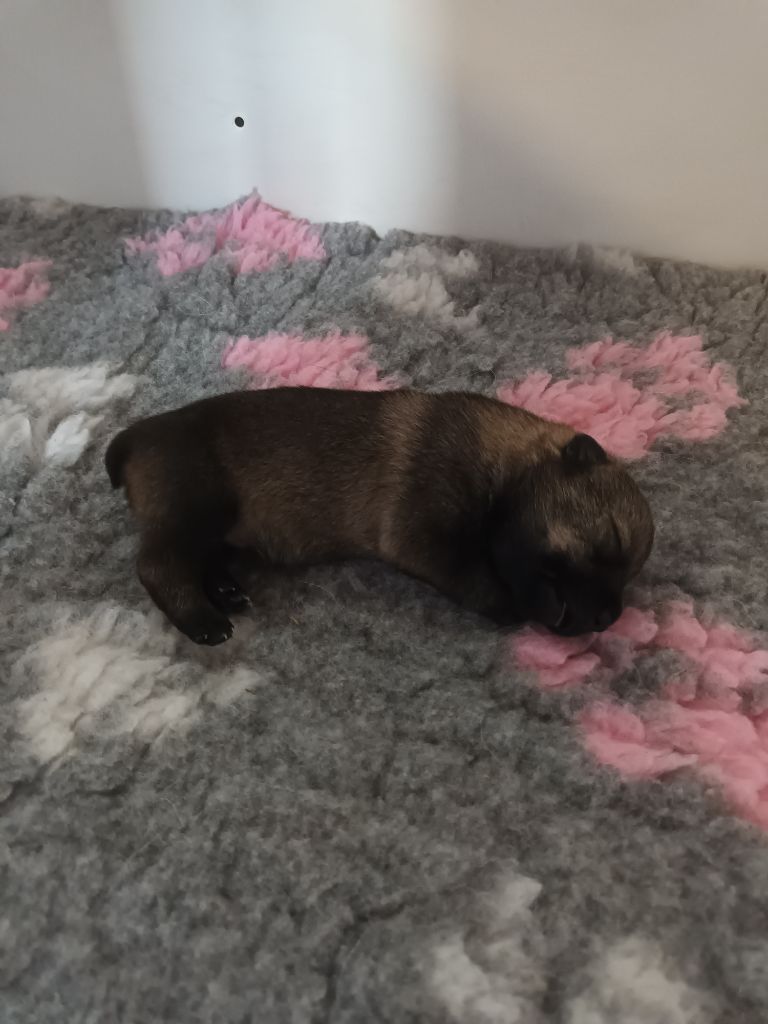 De L'Ancien Monde - Chiots disponibles - Spitz des Visigoths
