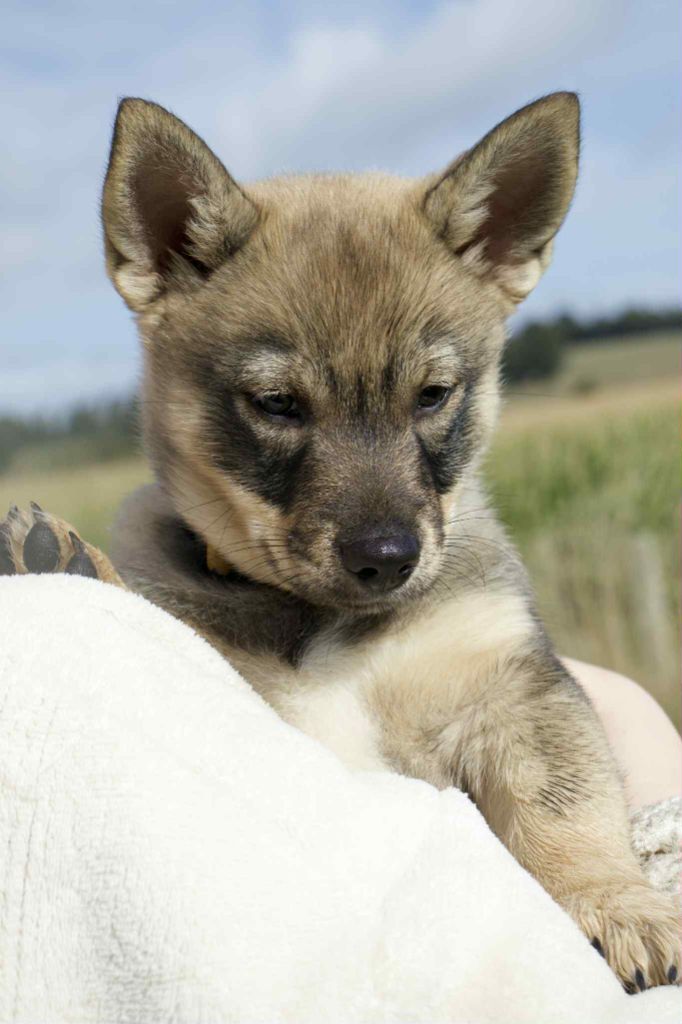 De L'Ancien Monde - Chiots disponibles - Spitz des Visigoths