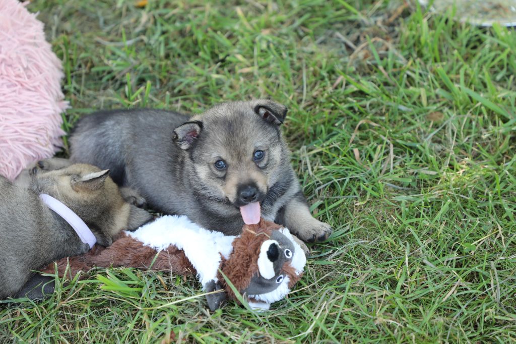 De L'Ancien Monde - Chiots disponibles - Spitz des Visigoths
