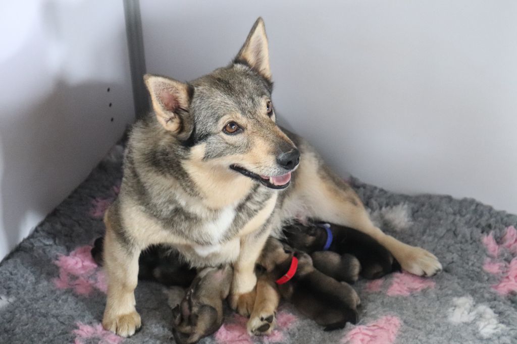 Chiot Spitz des Visigoths De L'Ancien Monde