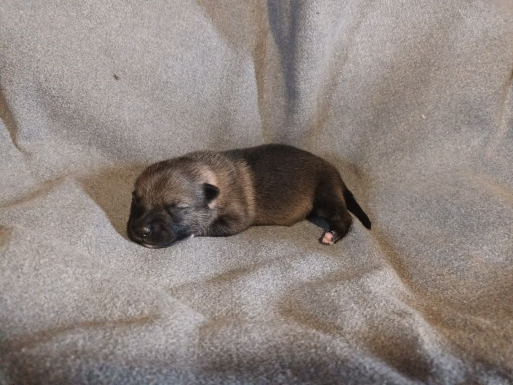 De L'Ancien Monde - Chiots disponibles - Spitz des Visigoths