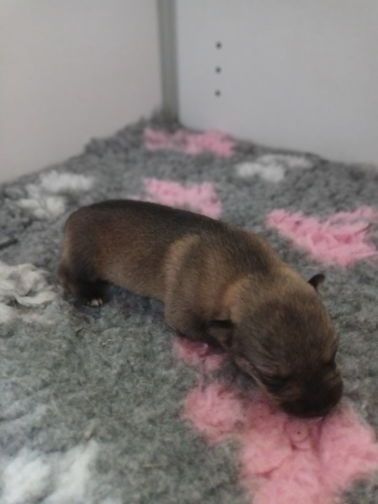 De L'Ancien Monde - Chiots disponibles - Spitz des Visigoths