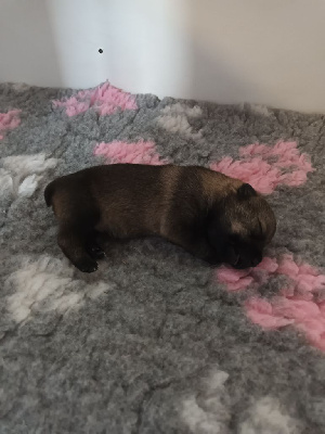 CHIOT 6