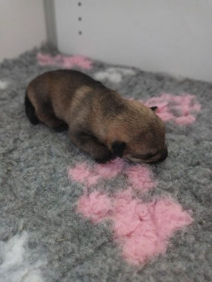 CHIOT 2