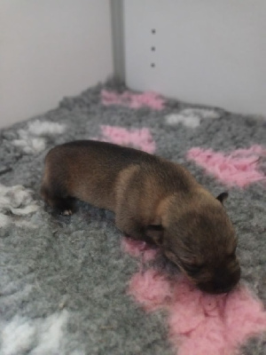 CHIOT 3