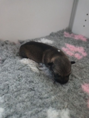CHIOT 5