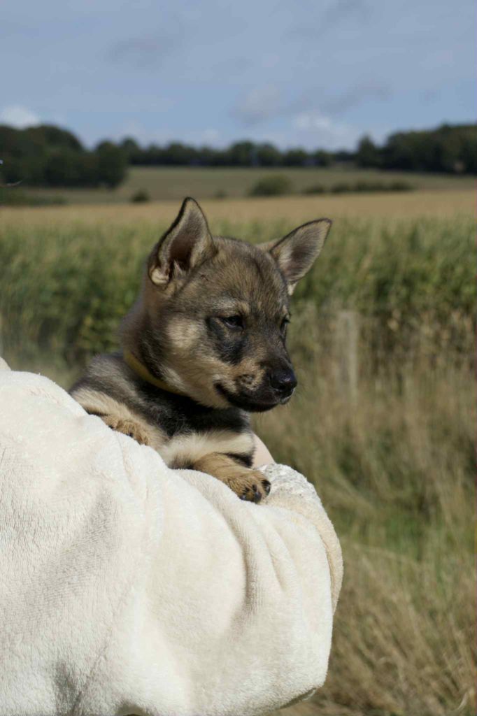 De L'Ancien Monde - Chiots disponibles - Spitz des Visigoths