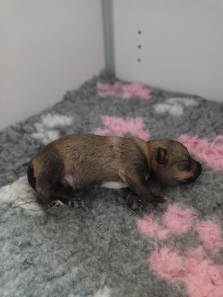 De L'Ancien Monde - Chiots disponibles - Spitz des Visigoths
