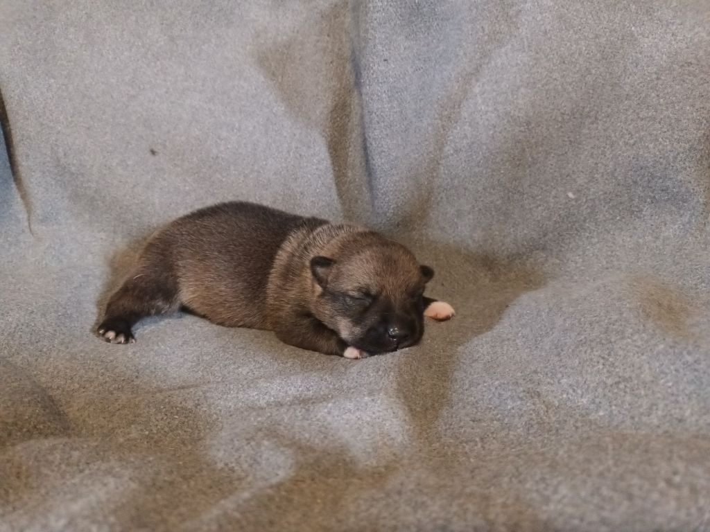 De L'Ancien Monde - Chiots disponibles - Spitz des Visigoths