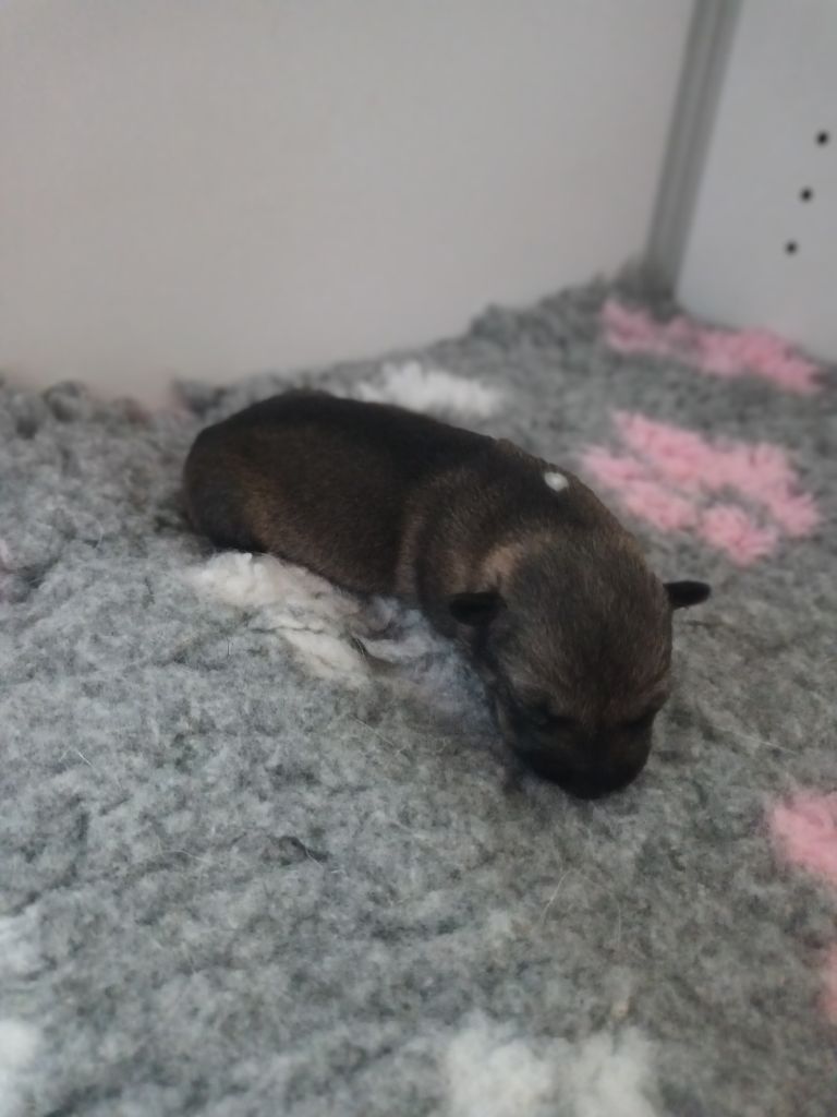 De L'Ancien Monde - Chiots disponibles - Spitz des Visigoths