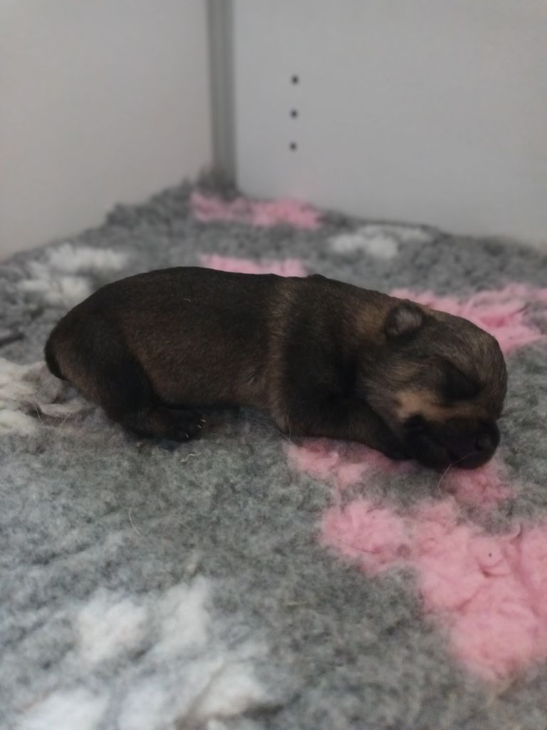 De L'Ancien Monde - Chiots disponibles - Spitz des Visigoths